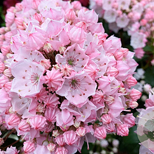 Kalmia lat. 'Tiddlywinks' 30-40 cm 5,0L