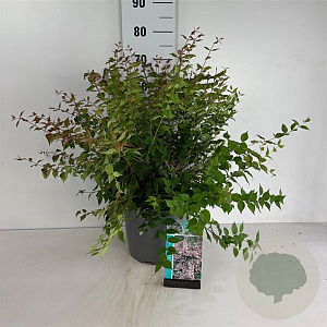 Kolkwitzia amabilis 'Pink Cloud' 60-80 cm 10L