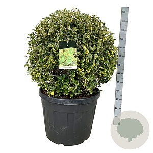 Ligustrum oval. 'Aureum' 80-90 cm cont. 90L bol extra