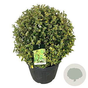 Ligustrum oval. 'Aureum' 80-90 cm cont. 90L bol extra