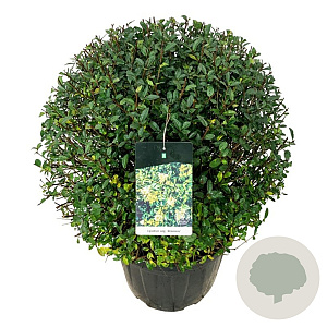 Ligustrum vulg. 'Atrovirens' 70-80 cm 50L bol extra