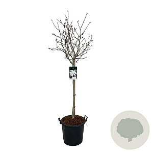 Magnolia stellata 80 cm stam 30L