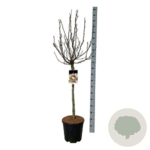 Magnolia 'Susan' 90 cm stam 15L