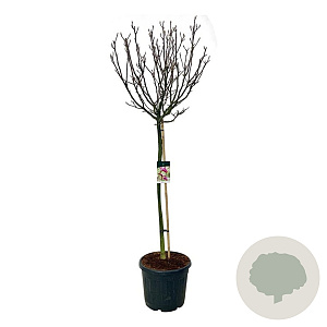 Magnolia 'Susan' 120 cm stam cont. 55L extra