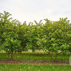 Malus toringo sargentii 200-250 cm draadkluit meerstammig