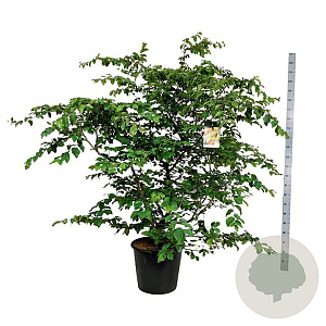 Parrotia persica 170-200 cm cont. 55L extra