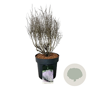 Perovskia atripl. 'Prime Time' 40-50 cm 15L