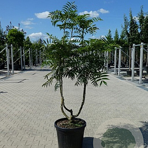 Sorbus 'Dodong' 200-250 cm cont. 55L meerstammig