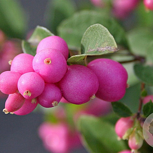 Symphoricarpos Pink Blizzard 30-40 cm C1.5