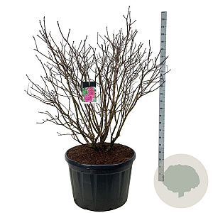 Syringa v. 'And. an Ludwig Späth' 125-150 cm cont. 230L solitair