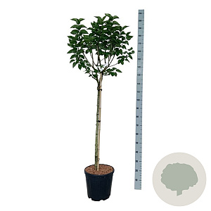 Syringa v. 'Katherine Havemeyer' 90 cm stam 15L