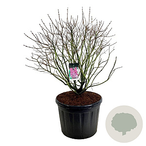 Syringa v. 'Michel Buchner' 100-125 cm cont. 180L solitair