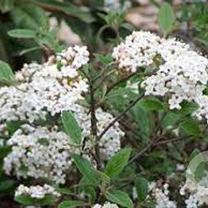 Viburnum burkw. 'Conoy' 40-50 cm 5,0L