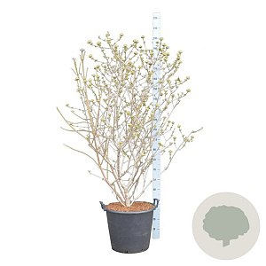 Viburnum carlcephalum 125-150 cm cont. 55L extra