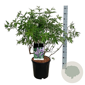 Vitex agnus-castus 80-100 cm 15L