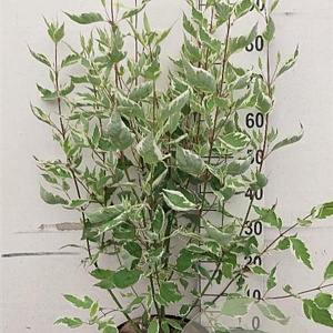 Cornus alba 'Elegantissima' 80-100 cm 10L