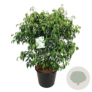 Cornus k. 'Milky Way' 100-125 cm cont. 55L extra