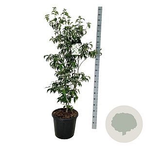 Cornus k. 'Milky Way' 125-150 cm 30L extra