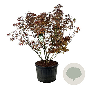 Cornus k. 'Milky Way' 175-200 cm cont. 230L solitair