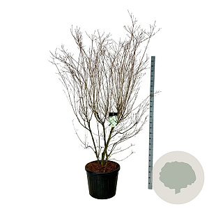 Cornus k. 'Milky Way' 200-250 cm cont. 90L extra