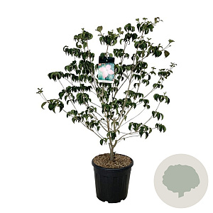 Cornus k. 'Satomi' 125-150 cm 30L extra