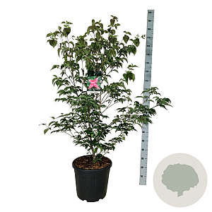 Cornus k. Scarlet Fire 125-150 cm 30L extra