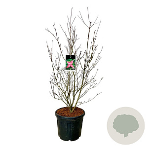 Cornus k. Scarlet Fire 125-150 cm cont. 55L extra