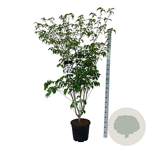 Cornus k. 'Weisse Fontaine' 150-175 cm 30L extra