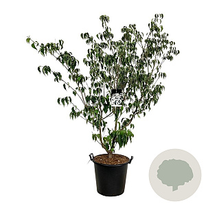 Cornus k. 'Weisse Fontaine' 150-175 cm cont. 55L extra