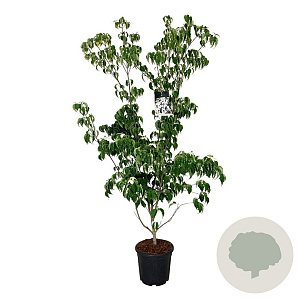 Cornus k. 'Weisse Fontaine' 175-200 cm 30L extra