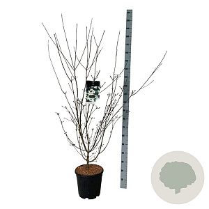 Cornus k. 'Wieting's Select' 125-150 cm 15L