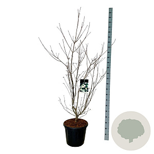 Cornus k. 'Wieting's Select' 125-150 cm 30L extra