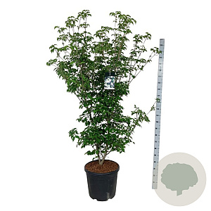 Cornus k. 'Wieting's Select' 150-175 cm cont. 55L extra