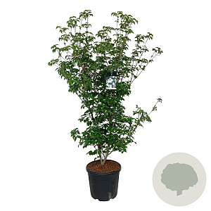 Cornus k. 'Wieting's Select' 150-175 cm cont. 55L extra