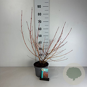 Cornus sang. 'Midwinter Fire' 50-60 cm 35L