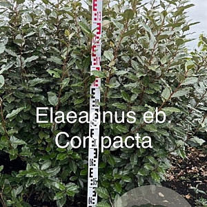 Elaeagnus ebb. 'Compacta' 125-150 cm met kluit