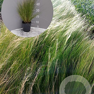 Stipa tenuissima 'Ponytails' GM 2,0L
