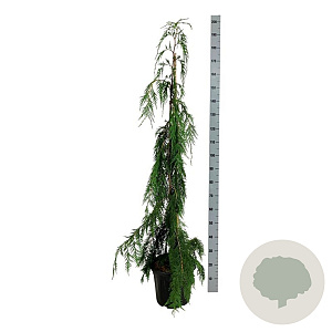 Chamaecyparis n. 'Moonshot' 125-150 cm 15L