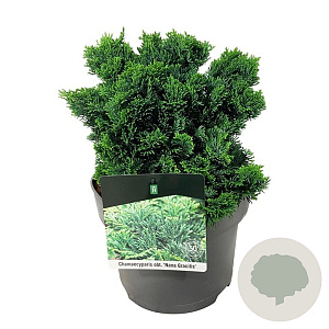 Chamaecyparis o. 'Nana Gracilis' 20-25 cm 5,0L