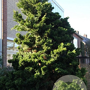 Chamaecyparis o. 'Nana Gracilis' 70 cm stam 7,5L