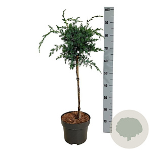 Juniperus chin. 'Blue Alps' 40 cm stam 5,0L