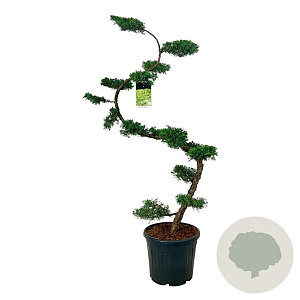 Juniperus pf. 'Pfitzeriana Aurea' 175 cm op cont. 55L bonsai