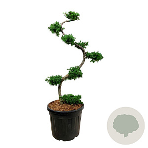 Larix kaempferi 125 cm cont. 55L bonsai