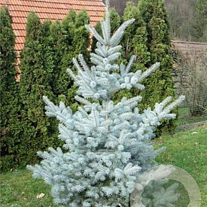 Picea pungens 'Edith' 250-300 cm draadkluit solitair