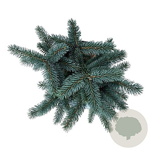 Picea pungens 'Karpaten' 25-30 cm 5,0L