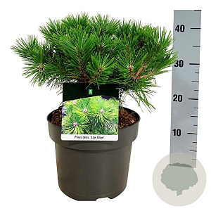 Pinus dens. 'Low Glow' 30-40 cm 4,5L
