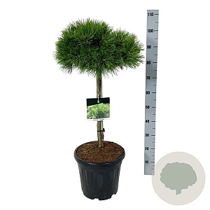 Pinus dens. 'Low Glow' 60 cm stam 15L
