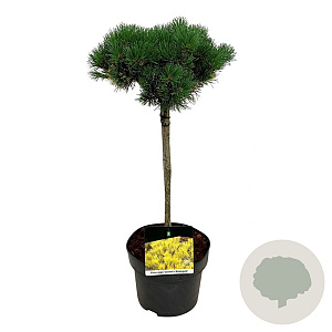 Pinus mugo 'Carsten's Wintergold' 40 cm stam 5,0L
