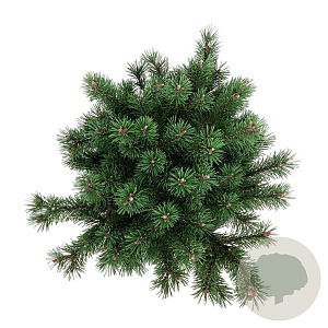 Pinus mugo 'Klosters Grun' 30-40 cm 15L