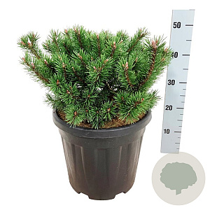 Pinus mugo 'Klosters Grun' 30-40 cm 15L